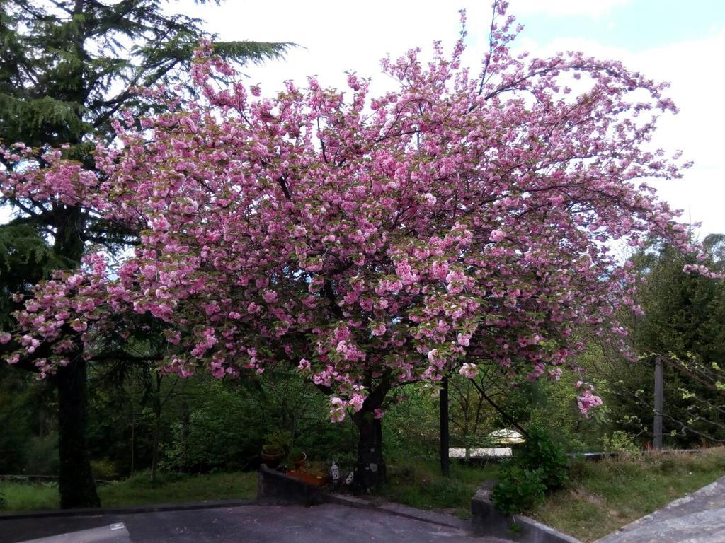 Quinta Das Leiras Santo Tirso Esterno foto
